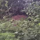 Crow Ecology Badgers 3