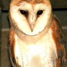 Crow Ecology Barn Owls 2