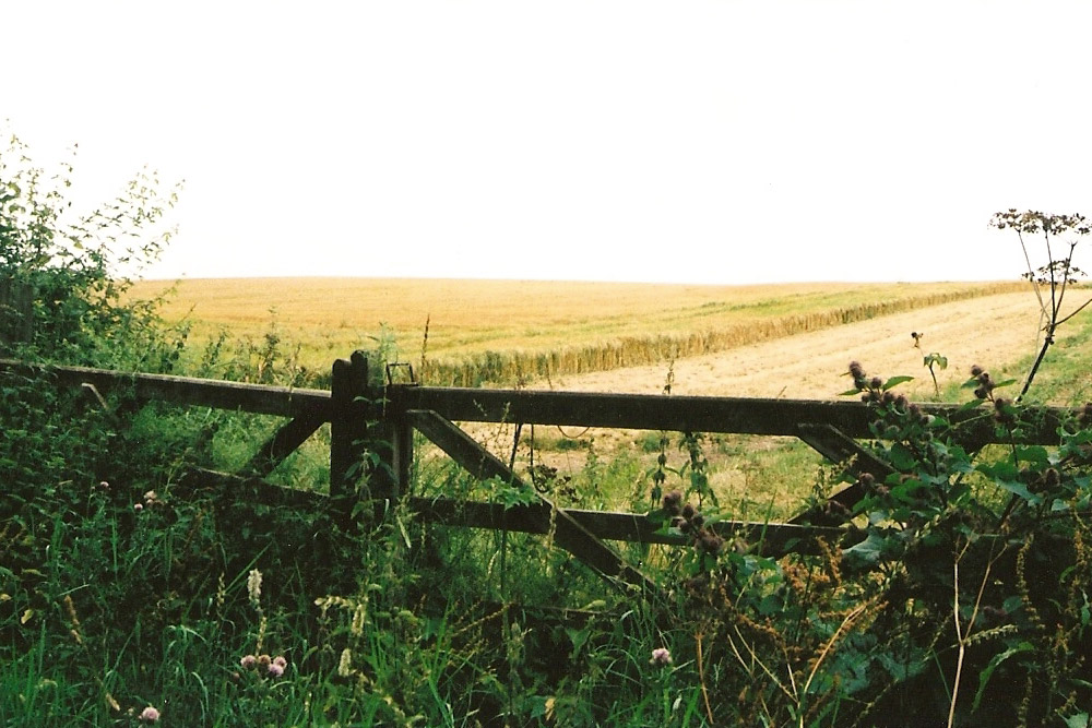Crow-Ecology-Habitat-2.jpg