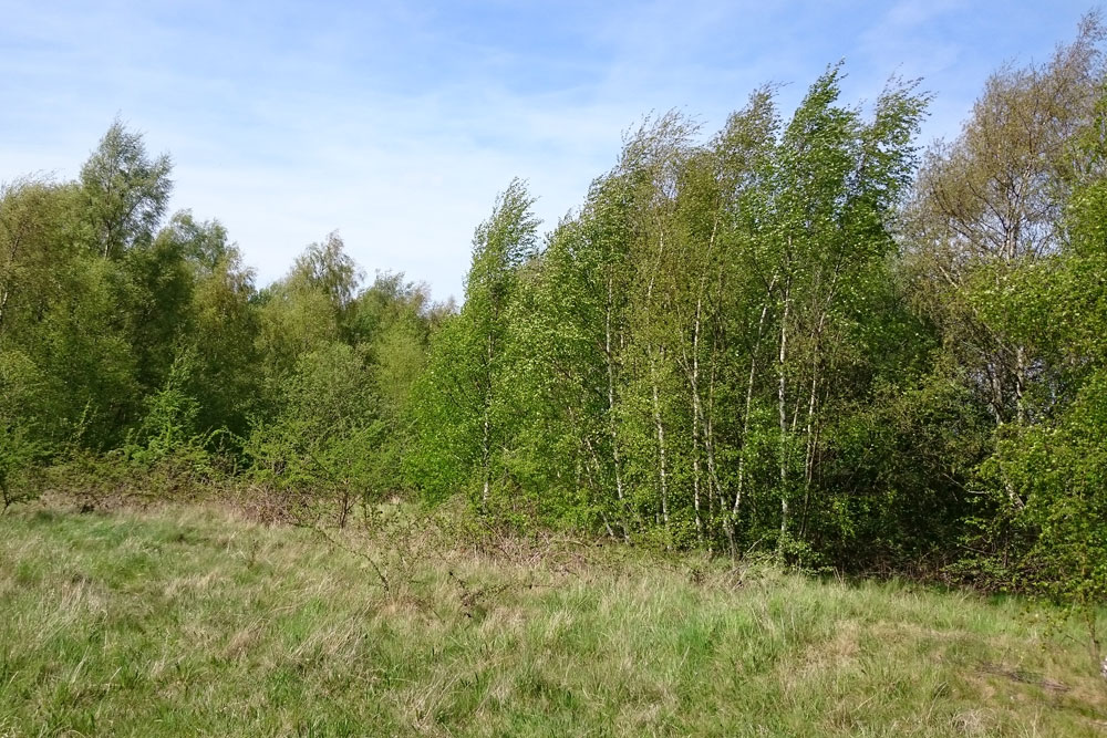 Crow-Ecology-Habitat-3.jpg