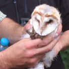 Crow-Ecology-Barn-Owl-1