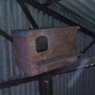 Crow-Ecology-Barn-Owl-Box-2-1
