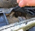 Bat Mitigation Licence Works - Common pipistrelle discovered during works Bat Mitigation Licence Works - Common pipistrelle discovered during works