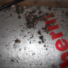 Bat droppings 2 Bat droppings 2