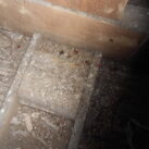 Bat droppings and feeding remains Bat droppings and feeding remains