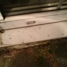 Bat droppings Bat droppings