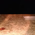 Bats emerging from eaves Bats emerging from eaves