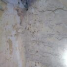 Brown long-eared Feeding perch Brown long-eared Feeding perch