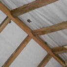 Brown long eared bats Brown long eared bats